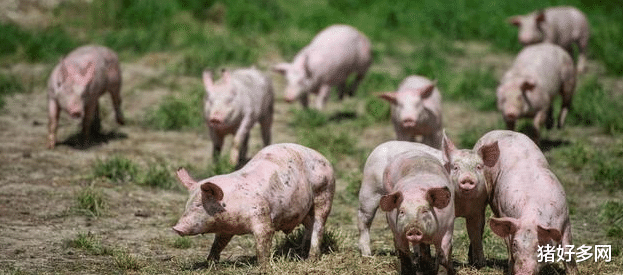 生猪价格 3月1日10公斤仔猪价格，猪价“大反转”，仔猪市场再现变局？