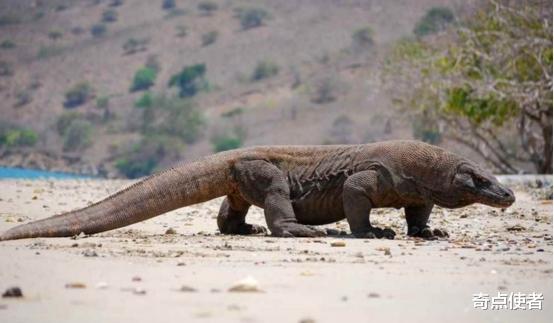 科莫多龙 它是“恐龙后裔”，科莫多龙存活4000万年后终于顶不住，仅剩3000只