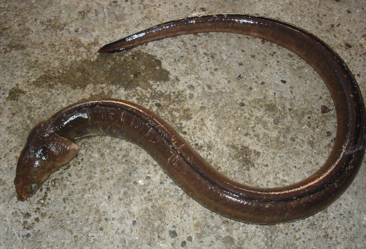 海洋生物 被天敌吞下肚子，也会奋力逃出生天，一起走近求生欲极强的动物