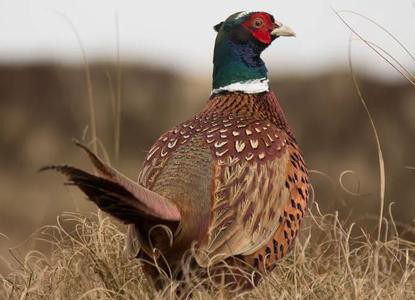 基因 世界上交配时间最长的动物，单次可持续8小时，名字很多人都不认识