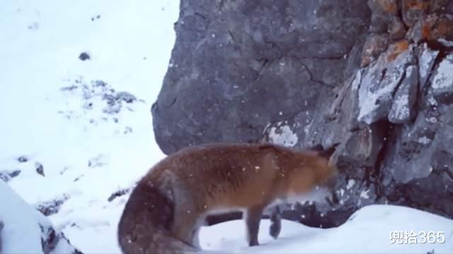 赤狐 神秘动物白天罕见现身，在海拔4200米的雪地里觅食，网友：太饿了