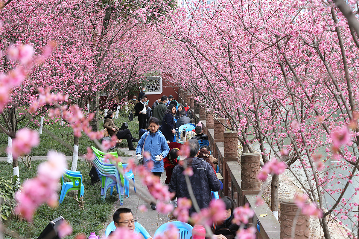 热点事儿 赏梅踏春过春节 望江楼公园上演“梅花雅集”主题活动