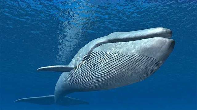 鲸鱼 埃及沙漠中发现原始鲸鱼，体型像牛长着四条腿，怎么进化成蓝鲸的