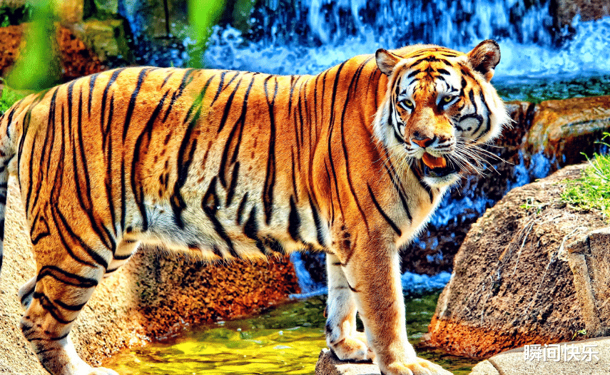 瞬间快乐|属虎人的“三合贵人”是谁?你身边有吗?遇到了助你事业苦尽甘来