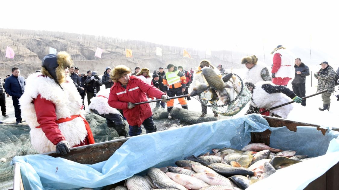 芒果望世界 一网捞出40万斤鱼,为何查干湖的鱼越捞越多么?当地渔民说出真相