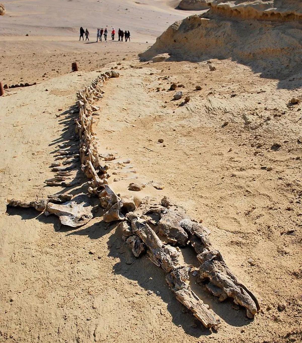 森然巨兽:古鲸豚逼死20米、80吨巨齿鲨,鲸豚家族如何制霸海洋?