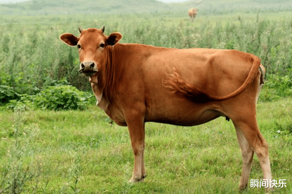 瞬间快乐 惹不起的生肖牛、生肖虎、生肖鼠，11月鸿运当头，财神偏爱，心想事成