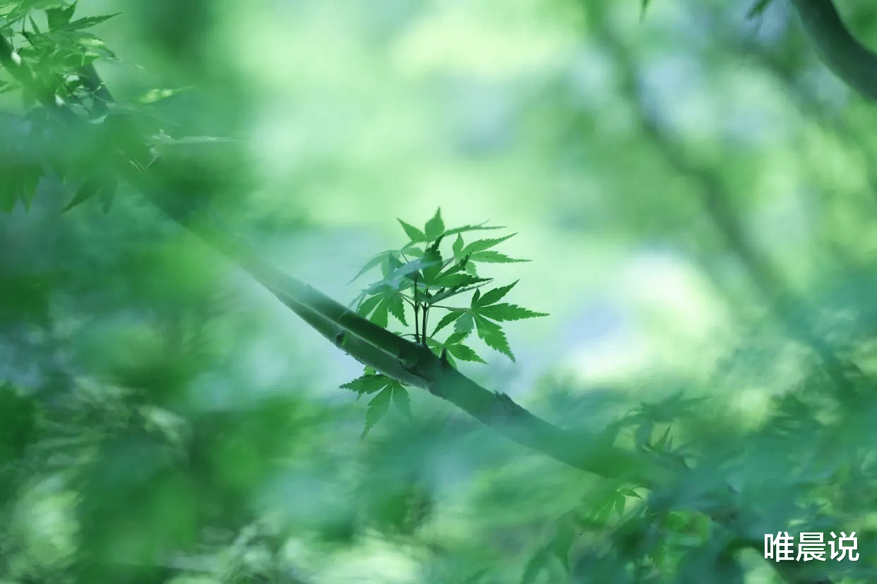 唯晨说|思想成熟的人没朋友，如果你身边只有自己的影子，恭喜