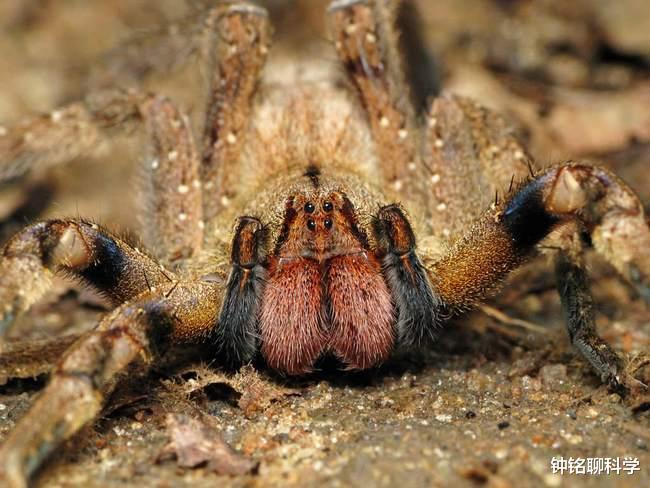 蜘蛛 世界上最毒的蜘蛛，男性被咬后，或引起持续数小时的“生理反应”