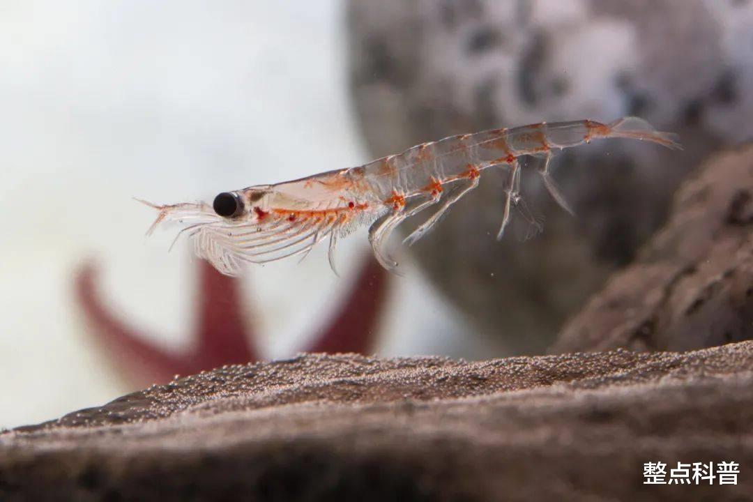 南极 南极磷虾：10亿吨的“海上金矿”，中国将成为最大“受益者”？