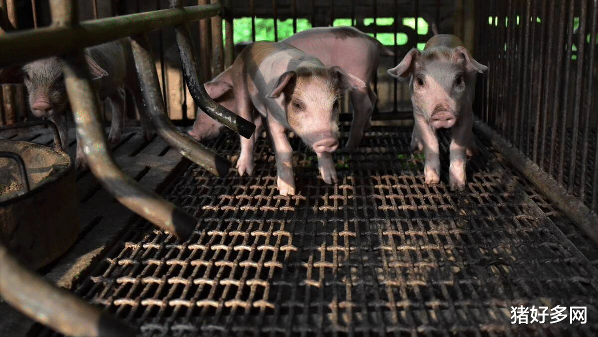 生猪价格 4月13日15公斤仔猪价格,猪价开启“逆袭”之路,这波补栏稳了?