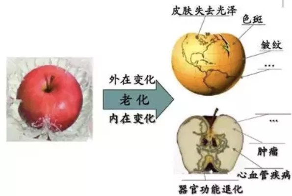 蛋糕裙 护肤指南｜原来这么多的问题归根结底都跟“皮肤微生态”有关！