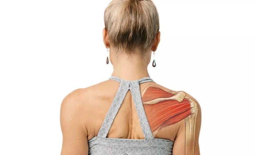 运动|练瑜伽，这些解剖常识你要知道（附28个常见体式解剖图）