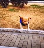 “为什么他吃了那么多的野生动物,却没啥事呢?”