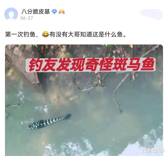 黑鱼|水塘出现奇怪“斑马鱼”，食性凶猛曾致人伤亡！钓友：快下鱼竿