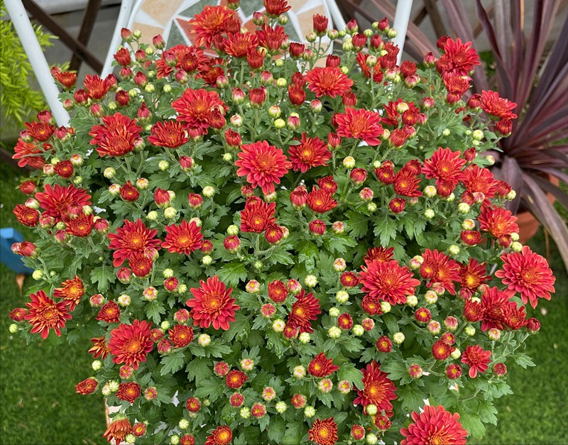 为这300㎡露台花园，毫不犹豫买了这房子，在城市屋顶过上田园生活