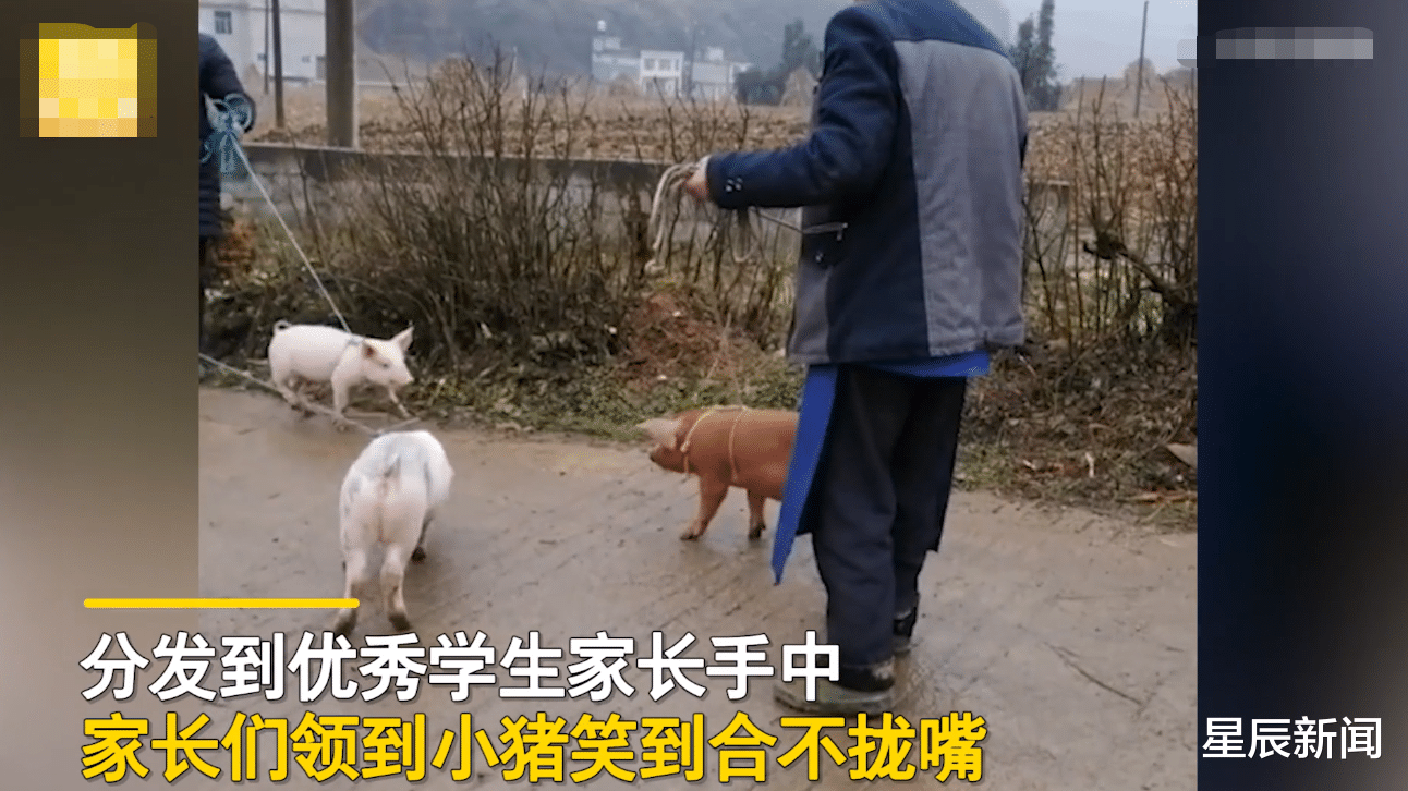 中小学|山村小学奖励优秀学生每人一头猪，家长笑到合不拢嘴，网友：太实在！