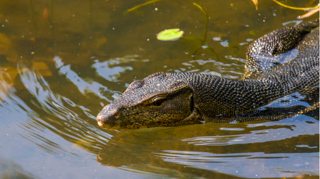巨蜥 国宝巨蜥“五爪金龙”在云南现世，身为超级毒物，却被当美味屠杀