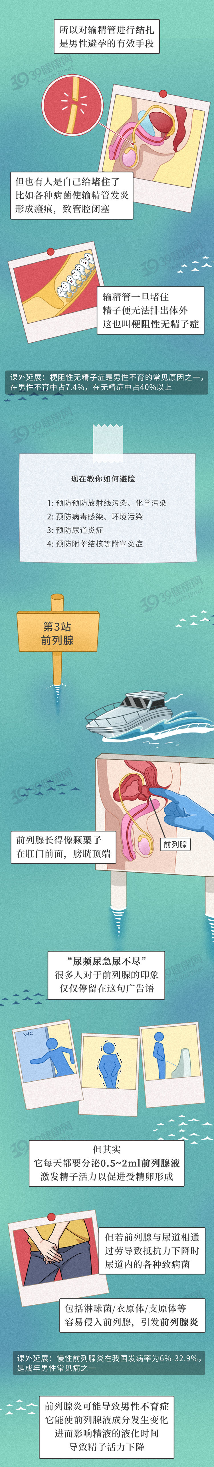 39健康网|男性的生殖系统，你真的了解吗？包含哪些器官？都有什么功能？