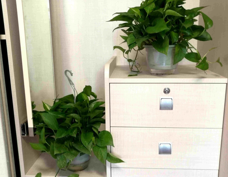 新房子甲醛重，怎能少了它！搁屋里，多摆几盆，2个月就能入住