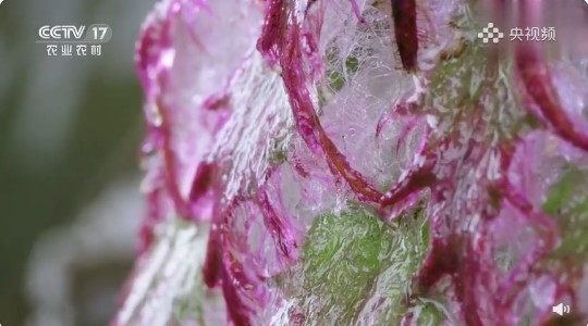 男子花100元买盆花，警察半夜找上门，结果悲剧了