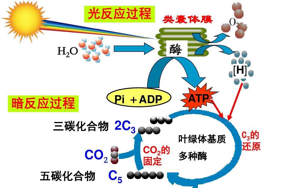航天员 封神！从60多步到11步，效率提高8.5倍，合成淀粉能拿下诺奖吗？