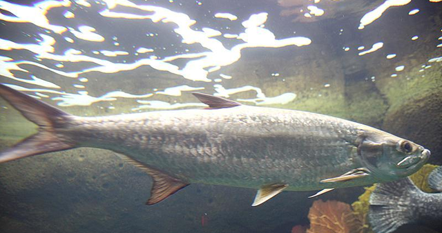 长江 “长江之痛”，鲥鱼销声匿迹30年，如今真的被判“死刑”了？