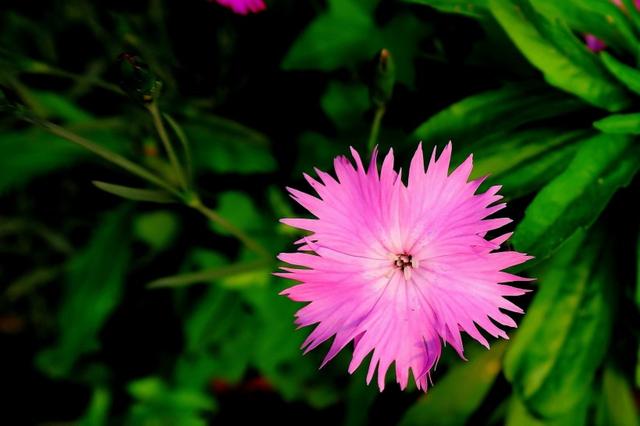 生肖|1月下旬内，丘比特之箭将射中，寻找到真爱，幸福降临的4大星座