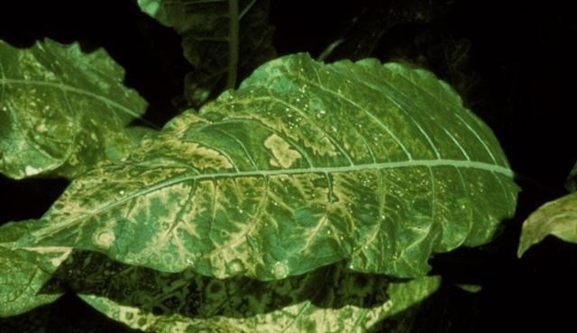 微生物 病毒与人类进化：病毒把人类搞死了，自己也死了，目的何在？