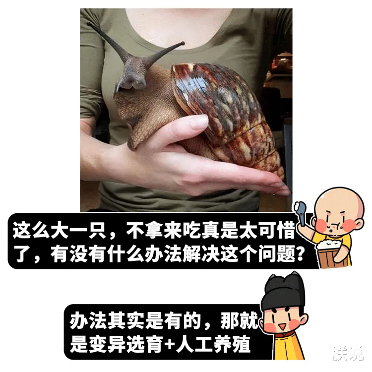 非洲大蜗牛 雌雄同体、满身脏物，这种蜗牛一度让中国吃货们害怕，直到它变白