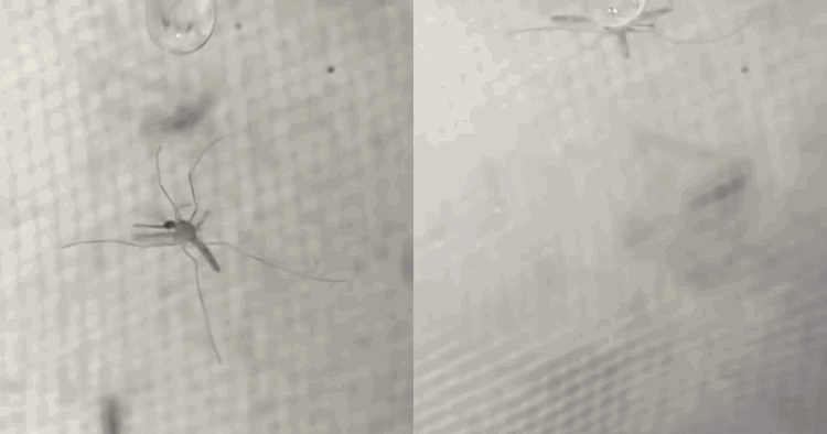 蚊子 为何蚊子不会被雨滴砸死？身体构造独特，或能运用到微型飞行器上