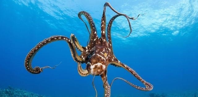 太空 章鱼有9个大脑能编辑基因，智商高到无法理解，为何没发展出文明