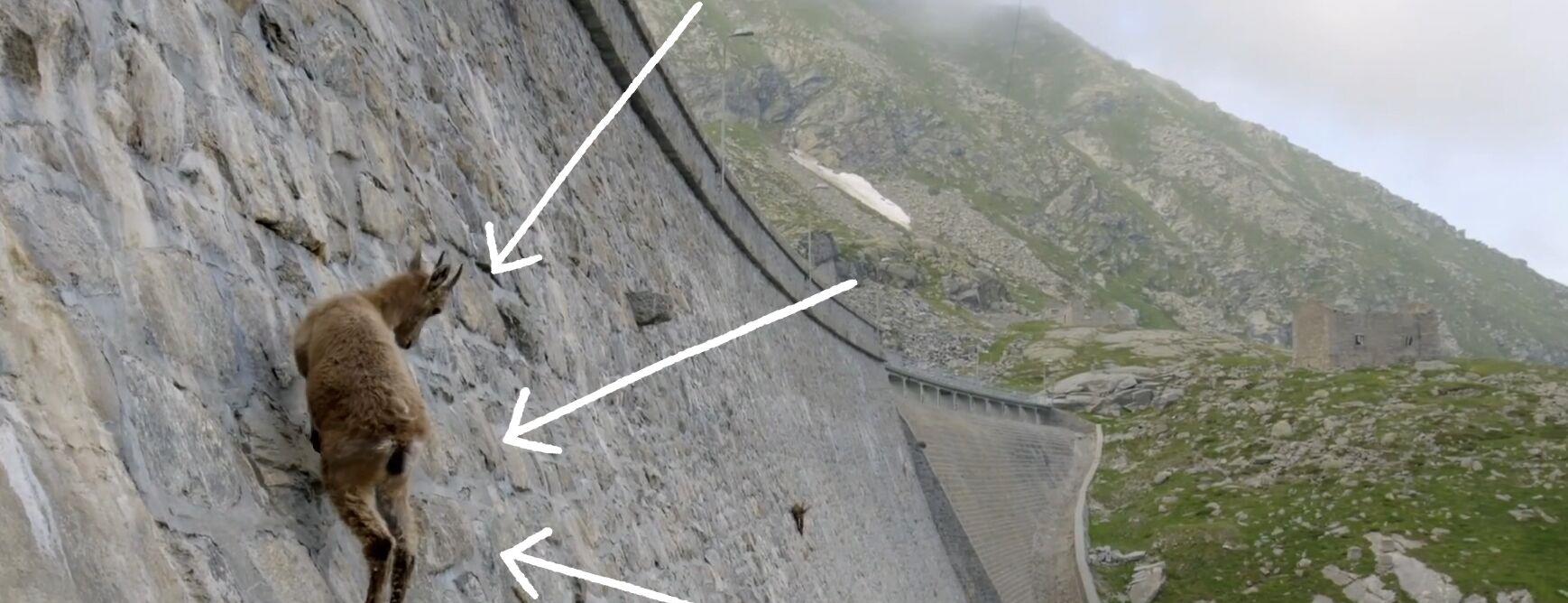  岩羊为何能在悬崖峭壁上如履平地？