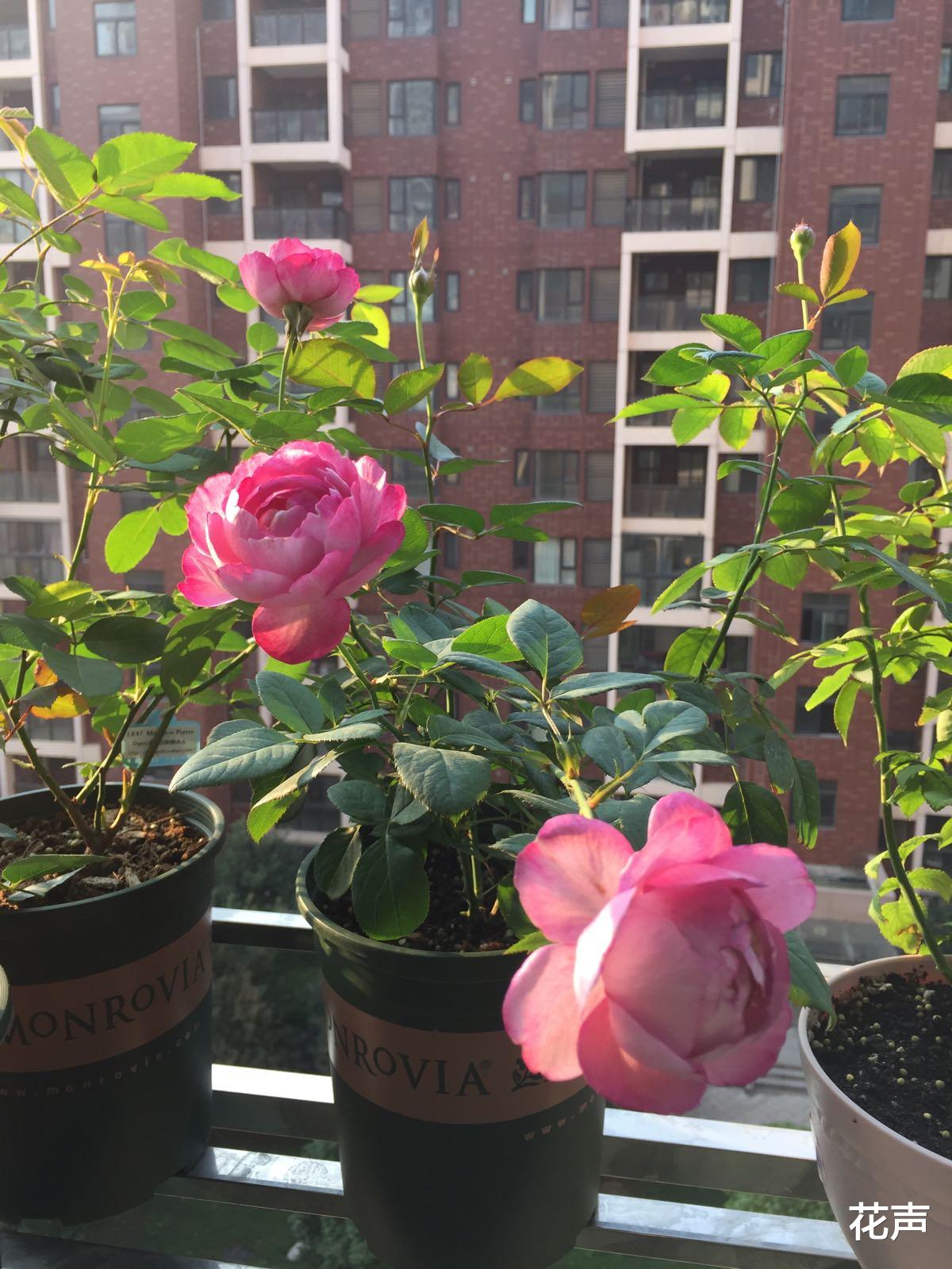 花声 以香闻名的月季—羊脂香水，花美如芍药，花香飘满屋，四季能开花