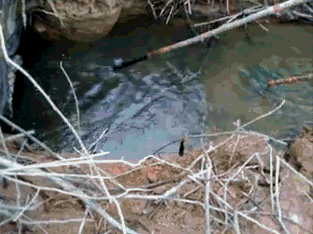 非法捕鱼|湖北三男子栽了，下网电鱼两不误，一次非法捕鱼过千斤被当场抓获