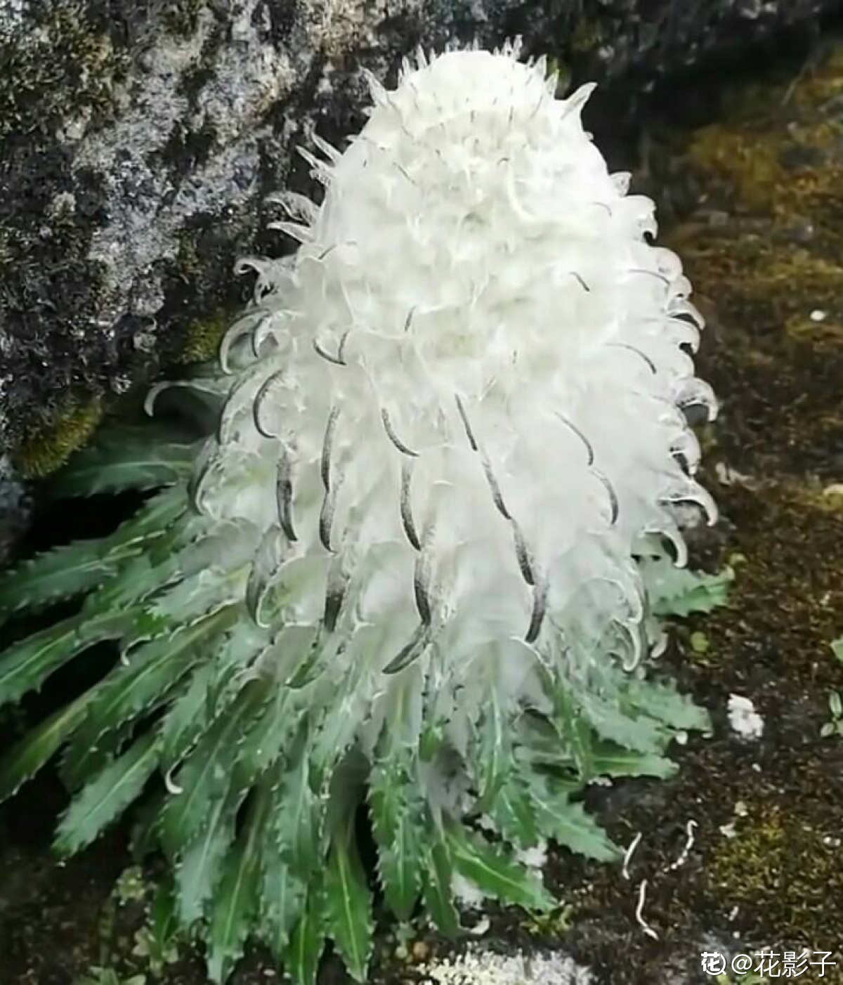 红豆杉|路边的野花别乱采,要是采到“国二”,可能会惹到麻烦