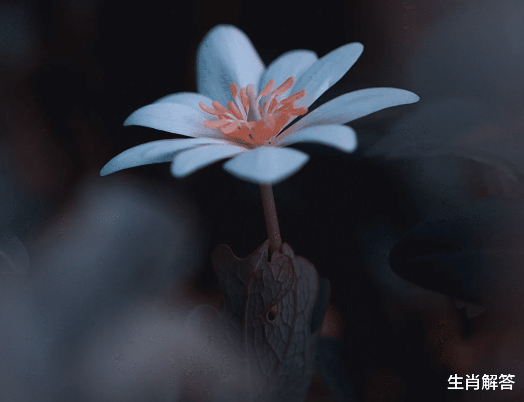 生肖解答|8月底，难解难分，旧爱难离，披荆斩棘，3生肖寻回前任，偶遇良缘