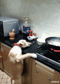 酵素|喵星人,叫你减肥,你不信!看把台子坐塌了吧