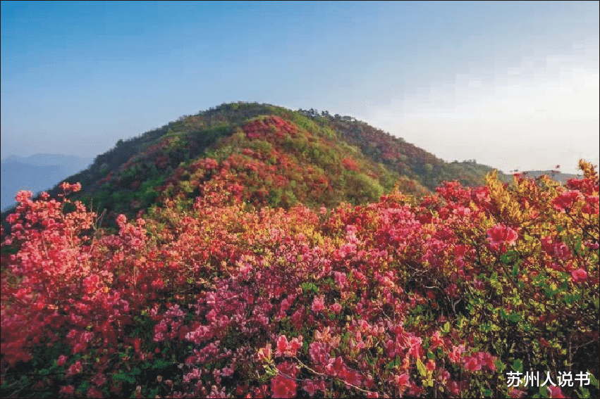 大别山 歙县三阳镇，祟山村的千亩野杜鹃正含苞欲放，在等您……