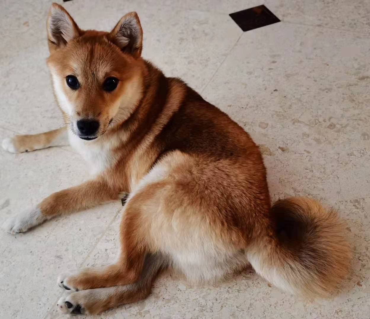 盼宠归寻宠 北京市南五环羊坊桥丰园路丢失一只赤黄公柴犬