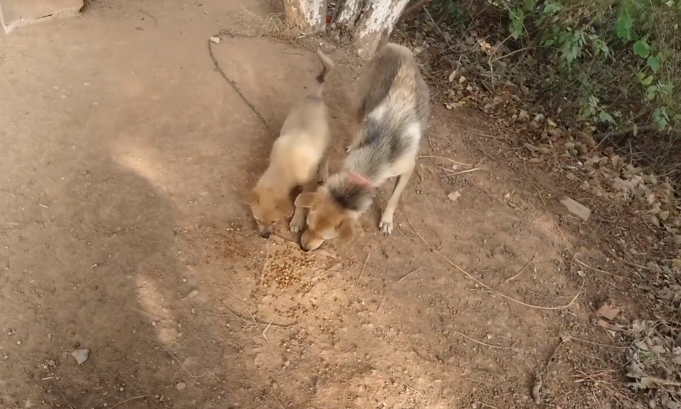 浙江省 浙江：曾因偷吃鸡鸭3只狗狗一同被抛弃，好不容易带着一只狗崽回家的狗狗，之后就一直被拴着