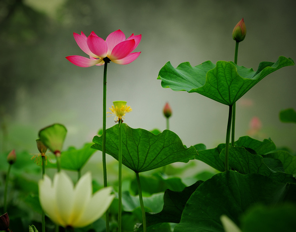 天蝎座|6月10号开始，4属相迎接富贵，横财遍地，收获满满