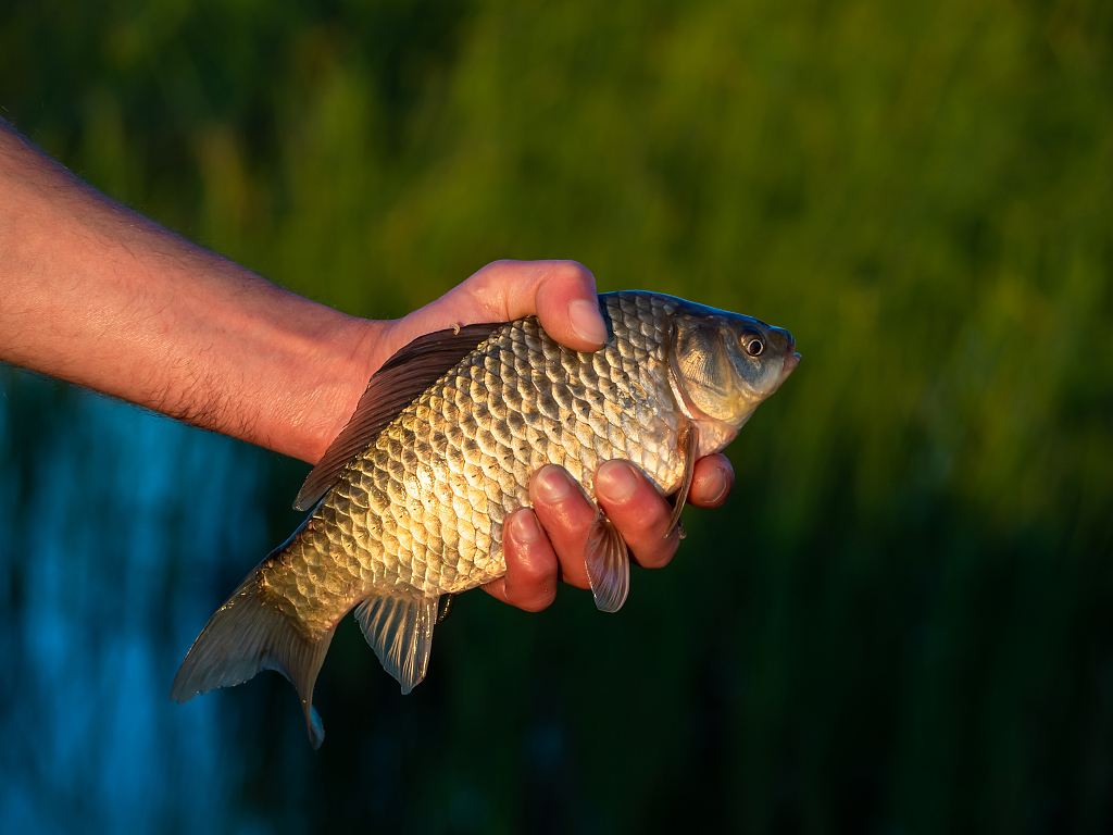 半半歌|学会这三招,三个小时没一口,马上变成每隔三分钟就来一口