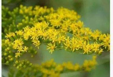 全国各地惊现“恶魔之花”，简直就是生态杀手，一旦发现赶快上报