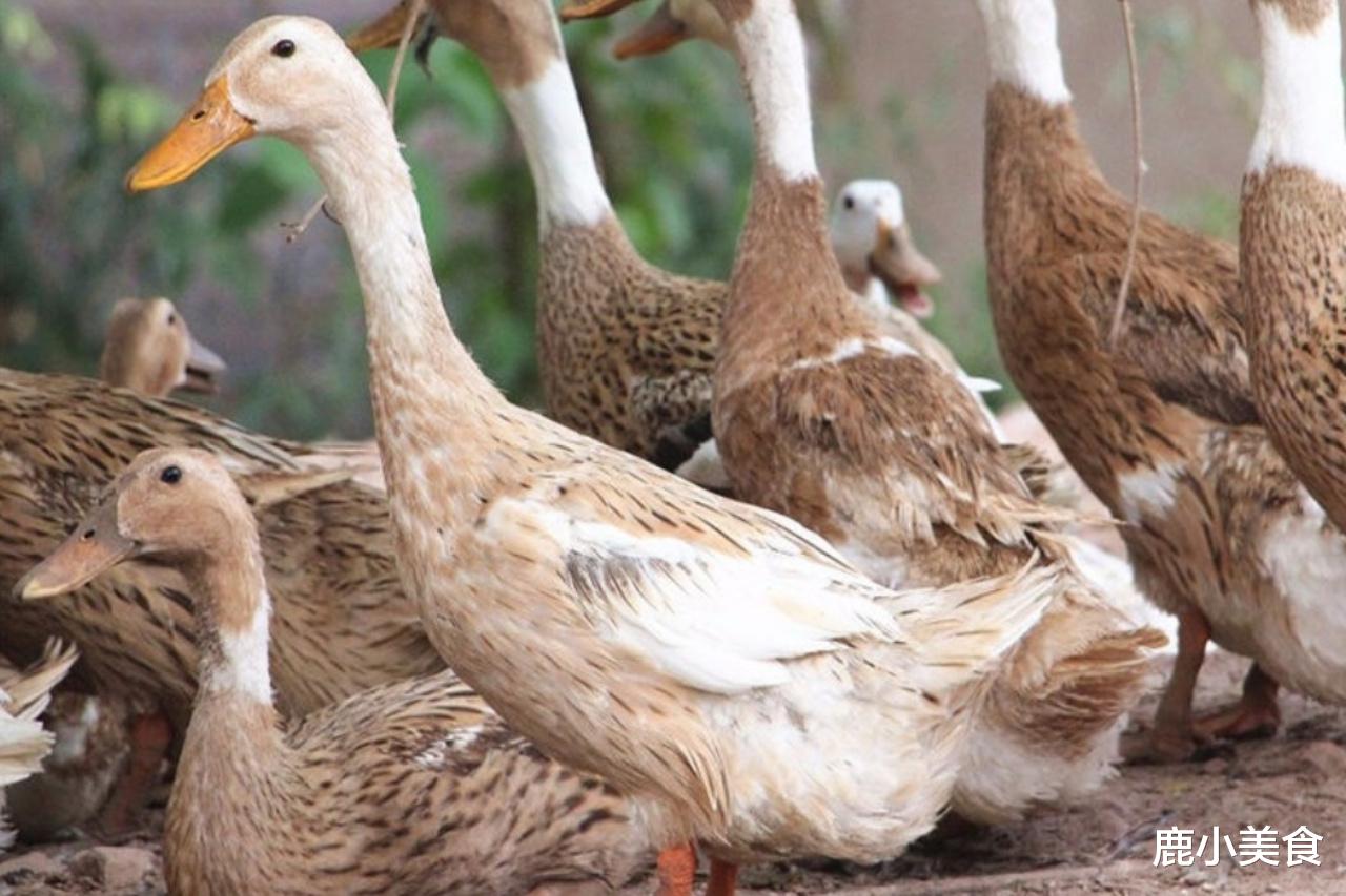 运动|入伏前，不管贫富，记得多吃6种碱性食物，清热解暑，精神不犯困