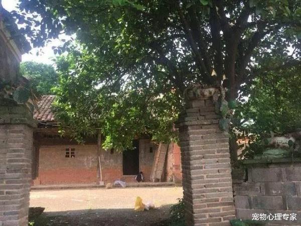 男子搬家12年,再回来时狗子牙齿都掉光了,一直在原地等待