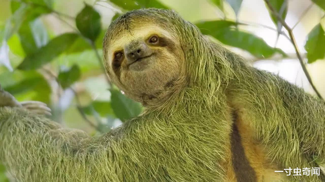 无利不起早?明知下树拉屎是玩命,为何懒出天际的树懒还一意孤行