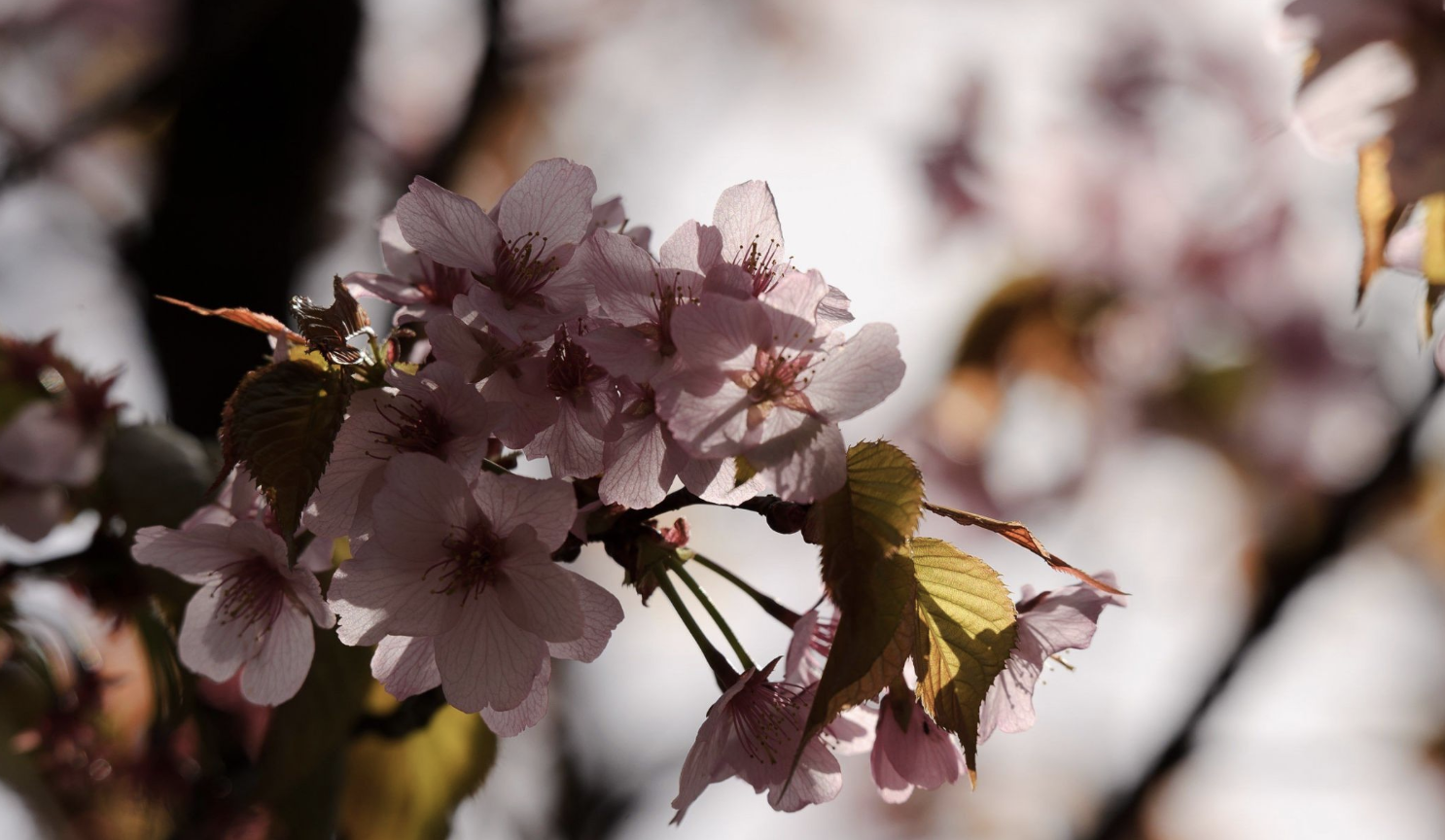生肖夜梦|9月底，痴心等候，喜鹊报福，爱火不灭，3生肖一见如初，月老推动