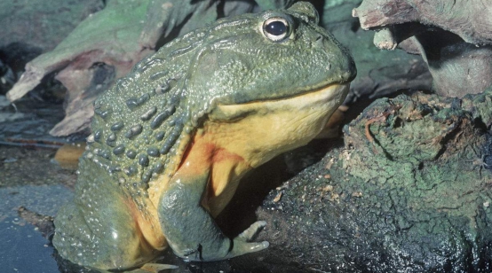 非洲巨蛙 地球上最大的青蛙，体重堪比人类婴儿，还会给后代们筑巢