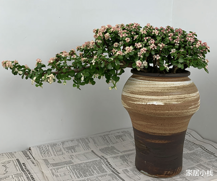 家居小栈|7月份养金枝玉叶，“4个”细节做好，花叶俱美